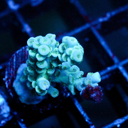 JC Cherenkov Radiation