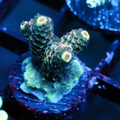 JC Rainbow Pineapple