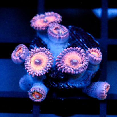 JC Amber Bliss Zoanthid