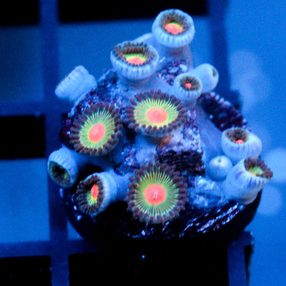 JC Gorilla Nipples Zoanthid