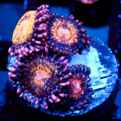 JC Speckled Kraze Zoanthid