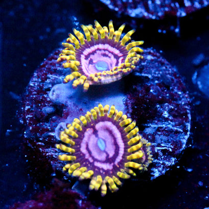 JC Purple Monster Zoanthid