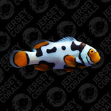 Bali Aquarich Black Helmet Picasso Clownfish