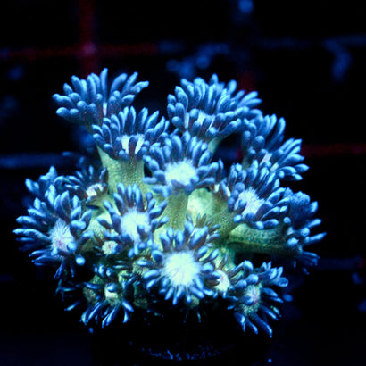 JC Glitter Bomb Goni