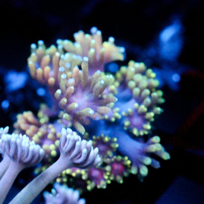 JC Forbidden Gummy Worm Goni