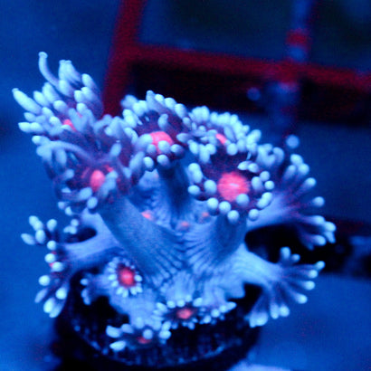 JC Vampiric Hypnosis Goni