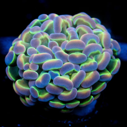 JC Ultra Hologram Hammer