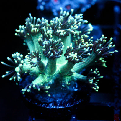 JC Emerald City Goni