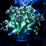 JC Emerald City Goni