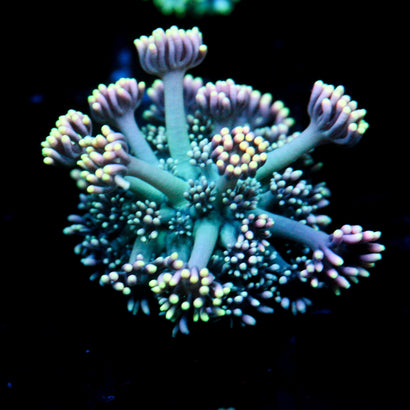 JC Summer Lights Goni