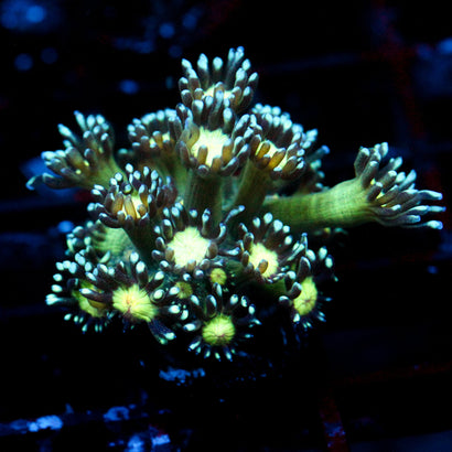 JC Cobalt Greed Goni