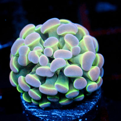 JC Ultra Hologram Hammer