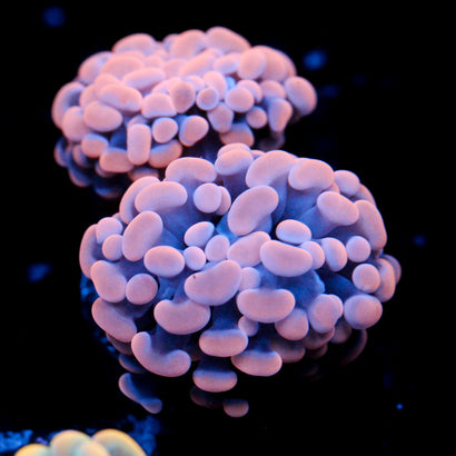 JC Orange Splatter Hammer