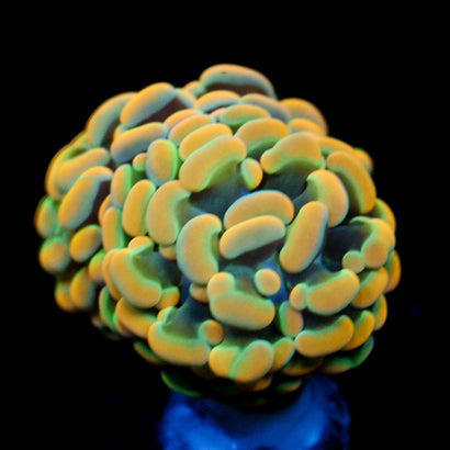 JC Rainbow Gold Hammer