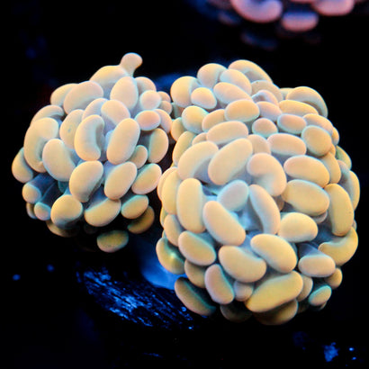 JC Golden Cream Hammer 3 heads