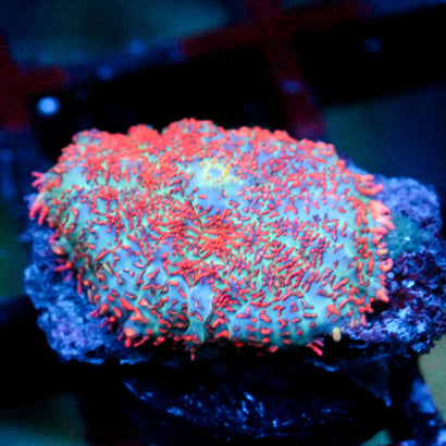 JC Head Rush Rhodactis