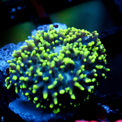 JC Fuzzy Wonder Mushroom