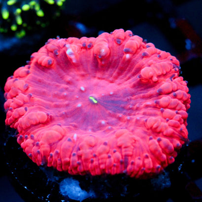 JC Hemoglobin Blasto