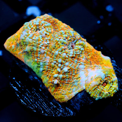 JC Pythons Breath Chalice