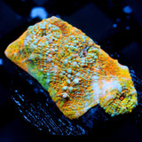 JC Pythons Breath Chalice