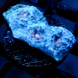 JC Lumpy Space Princess Chalice