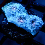 JC Lumpy Space Princess Chalice