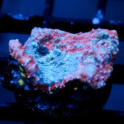 JC Unholy Trinity Chalice