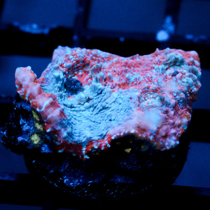 JC Unholy Trinity Chalice