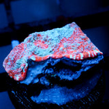 JC Frozen Hatred Chalice