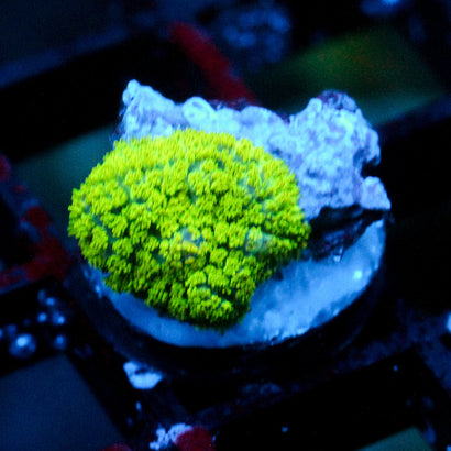 JC Neon Green Rhodactis