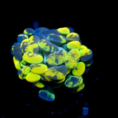 JC Yellow Splatter Hammer