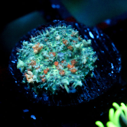 JC Bouncy Flames Rhodactis