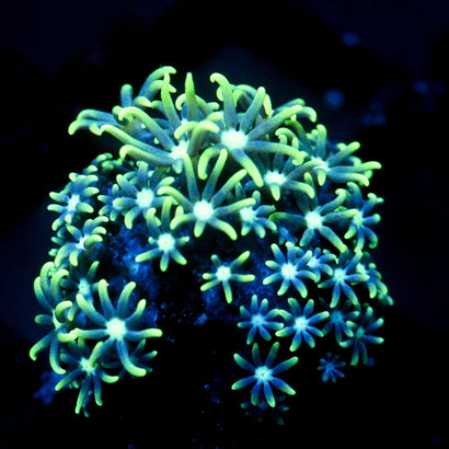 JC Star Polyp