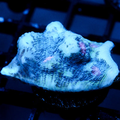 JC Predator Leather Chalice