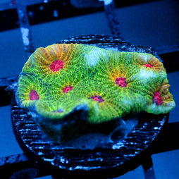 JC Sour Skittles Favia