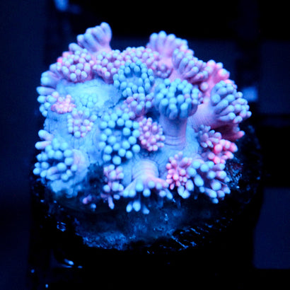 JC Pinurple Punch Goni