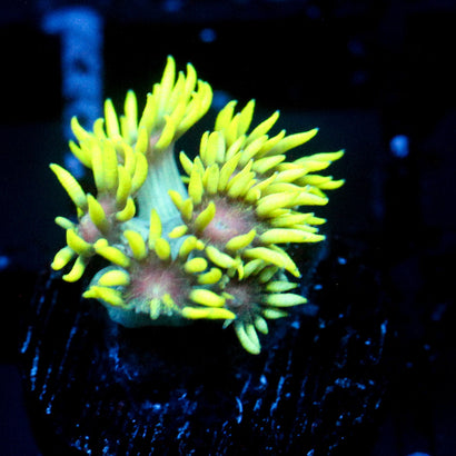 JC Electric Daisy Goni