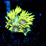 JC Electric Daisy Goni