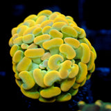 JC Rainbow Gold Hammer