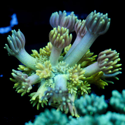 JC Grassy Meadows Goni