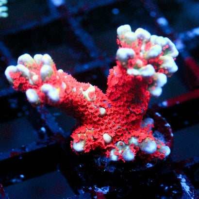 JC Forest Fire Digi Monti