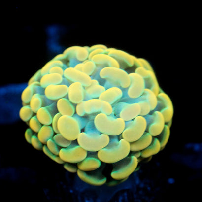 JC Gold Brilliance Hammer