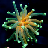 JC Sinister Teal Tiger Torch