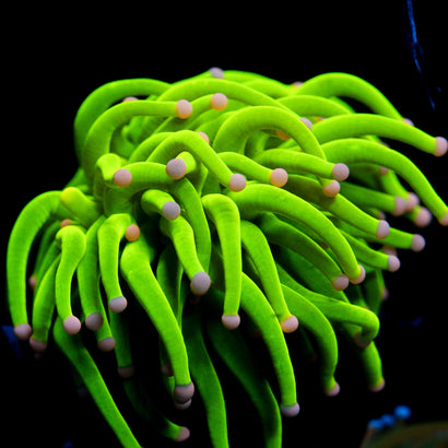 JC Pink Tip Holy Grail