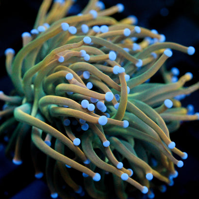 JC Holy Cannoli Torch