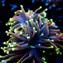 JC Dragon Soul Torch