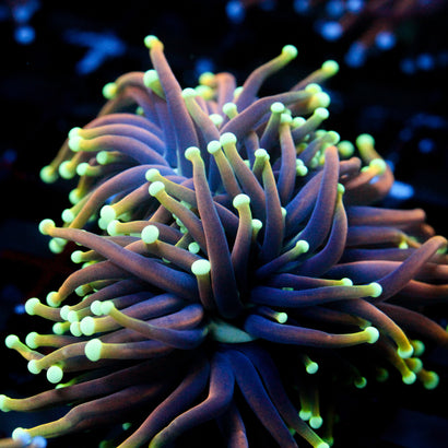 JC Dragon Soul Torch