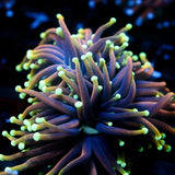 JC Dragon Soul Torch