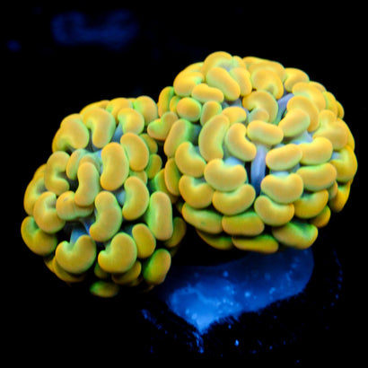 JC Gold Rainbow Hamm