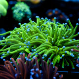 JC Todd's Torch Mini Colony 3+ heads